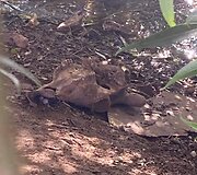 Gyvūnų gynėjų dėmesio sulaukusi veisykla Kėdainių rajone