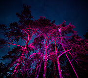 Festivalio &bdquo;Purpurinis vakaras&ldquo; akimirka