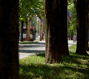 Medžių alėja Karolini&scaron;kėse, prie L.Asanavičiūtės g.