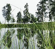 Lauros Balčiūtės sodyba