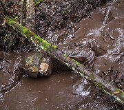 Vaidoto bataliono kariai įveikia kliūčių ruožą &ndash; Vaidotėno taką