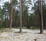 Kerpinių pu&scaron;ynų buveinė