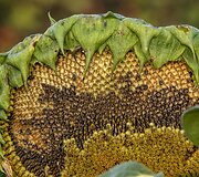 O dar saulėgrąžos maitina pauk&scaron;čius