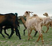 Kadras i&scaron; filmo &bdquo;Brolystė&ldquo;