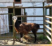 Lietuvos mokinių neformaliojo &scaron;vietimo centro edukacinė programa &bdquo;Margas pasaulis&ldquo;