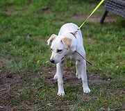 Bir&scaron;tone vykusio augintinių renginio akimirka