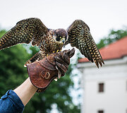 Didžiausias pasaulyje asilas, erelis ant rankos arba elektros kėdė gėlių festivalyje? Tai realu! 