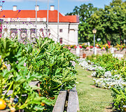 Vaizdai atima žadą: didžiausias gėlių festivalis Baltijos &scaron;alyse pasiekė žydėjimo piką 