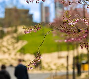 Japoni&scaron;kas sodas Vilniuje