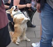Gabijos Kavaliauskaitės fotografuotas &scaron;uo