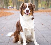 Gabijos Kavaliauskaitės fotografuotas &scaron;uo