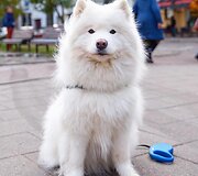 Gabijos Kavaliauskaitės fotografuotas &scaron;uo