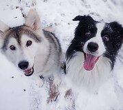 Gabijos Kavaliauskaitės fotografuoti &scaron;unys