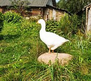 Astos Iva&scaron;kevičiūtės auginama žąsis