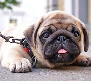 Mopsas Boris
