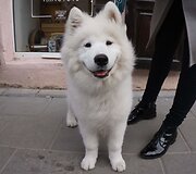 Samojedas Bučkis