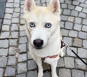 Haskis Kaila