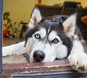 Haskis Luna
