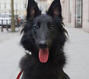 Belgų aviganis Zara