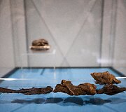 Krokodiliuko mumija