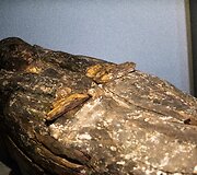 Parodos akimirka