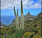 Tenerifė
