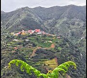 Tenerifė