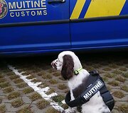 Lietuvos muitinė įsigijo naują &scaron;unį &ndash; anglų springerspanielio kalytę Jogą