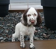 Lietuvos muitinė įsigijo naują &scaron;unį &ndash; anglų springerspanielio kalytę Jogą
