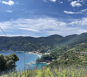 &bdquo;Cinque Terre&ldquo; vynuogynai