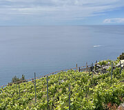 &bdquo;Cinque Terre&ldquo; vynuogynai