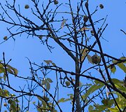 S.Obelevičiaus įkurtame Traupio botanikos sode vyko rudeninė talka