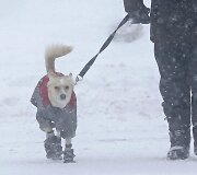 Per pūgą vedžiojamas aprengtas &scaron;uo