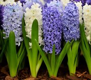 &bdquo;Chelsea Flower Show&ldquo; paroda