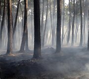 Mi&scaron;kas po gaisro Prancūzijoje