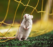 Žiurkė prie futbolo vartų tinklo