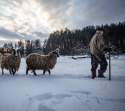 Žiema Romualdo ir Antaninos sodyboje Musteikoje