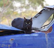Nuotykius mėgstantis katinas su &scaron;eimininku apkeliavo Australiją
