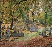 Bernardinų kapinėse kertami medžiai