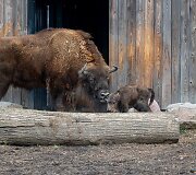 Lietuvos zoologijos sode gimė stumbriukas