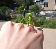 Japonija. Vabzdys maldininkas