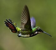 Kolibris 