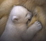 Gyvūnų jaunikliai su savo mamomis