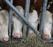 Rusų muitininkų į Lietuvą sugrąžinti galvijai