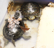 Balinių vėžlių migdymas Lietuvos zoologijos sode