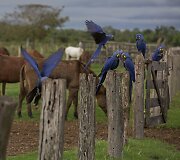 Brazilijos Pietų Mato Groso pelkėse gyvulius ganančių kaubojų kasdienybė