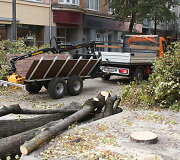 &Scaron;iauliuose pjaunami bulvaro medžiai