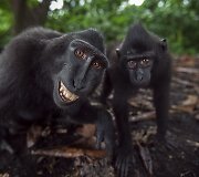 Besi&scaron;ypsančios makakos Tangkoko nacionaliniame parke Indonezijoje