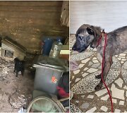 Kai&scaron;iadoryse i&scaron;gelbėti tamsoje tvarte laikyti i&scaron;badėję &scaron;unys
