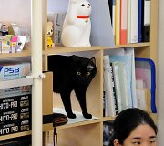 Nuo streso Japonijos darbuotojus gelbsti biuruose gyvenantys katinai